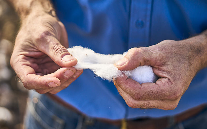 cotton plant