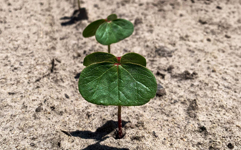 young cotton plant
