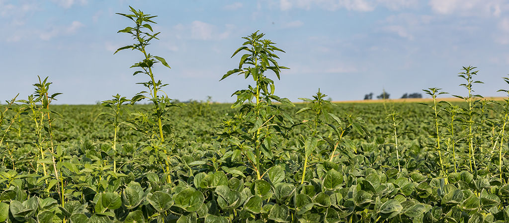 field of weeds