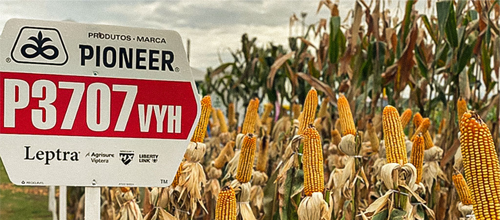 Lavoura de milho P3707VYH, o mais plantado do Brasil