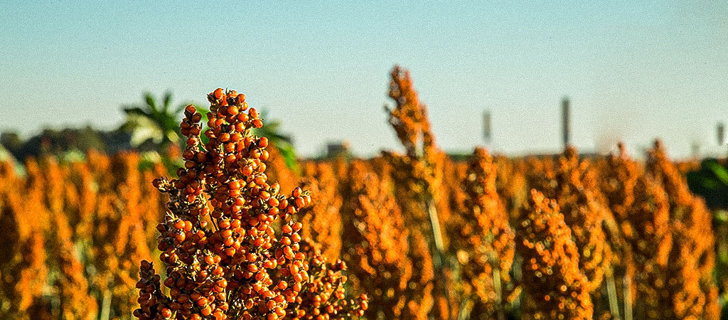 Lavoura de sorgo