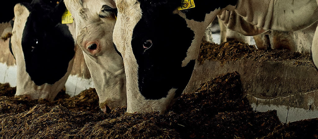 Vacas confinadas comendo silagem