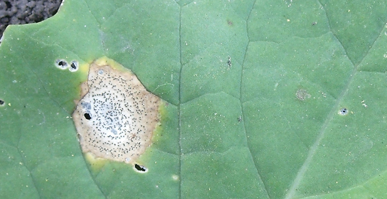 blackleg spot