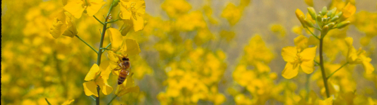Photo - Canola plants in field - for canola landing page