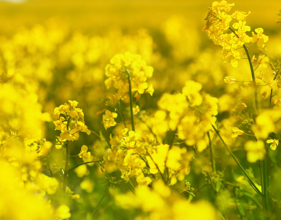 canola field