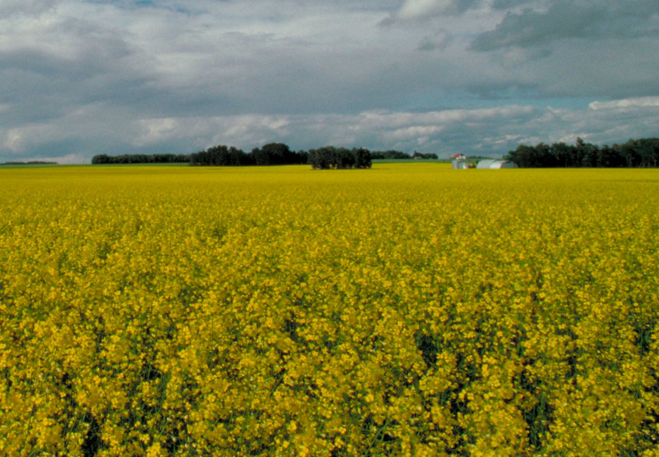 Canola field - long distance - trees in background