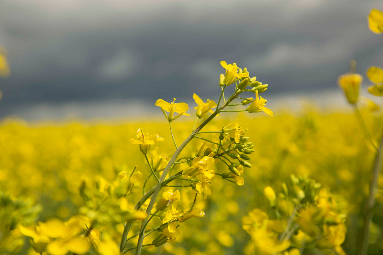 Inspecting canola