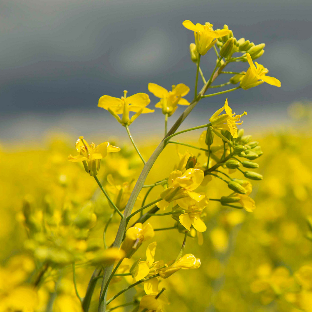 Canola plant - in field - closeup