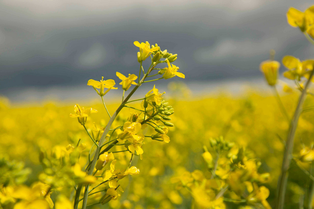 Explore More Products for the South - Certified Winter Canola Program