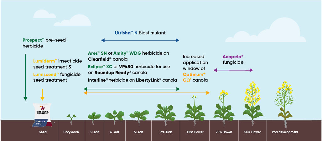 brevant canola soltuions