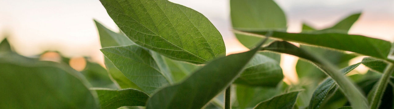 Photo - closeup - soybean plants in field, midseason