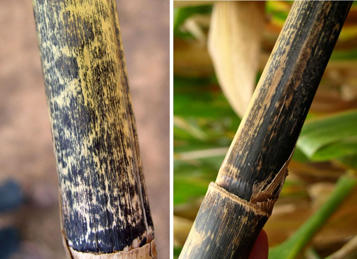 External stalk discoloration caused by anthracnose. 
