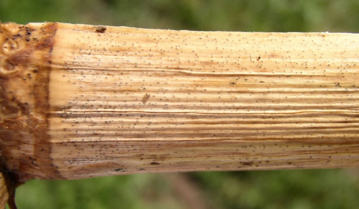 Corn stalk showing Diplodia stalk rot symptoms. Note pycnidia on corn stalk node.
