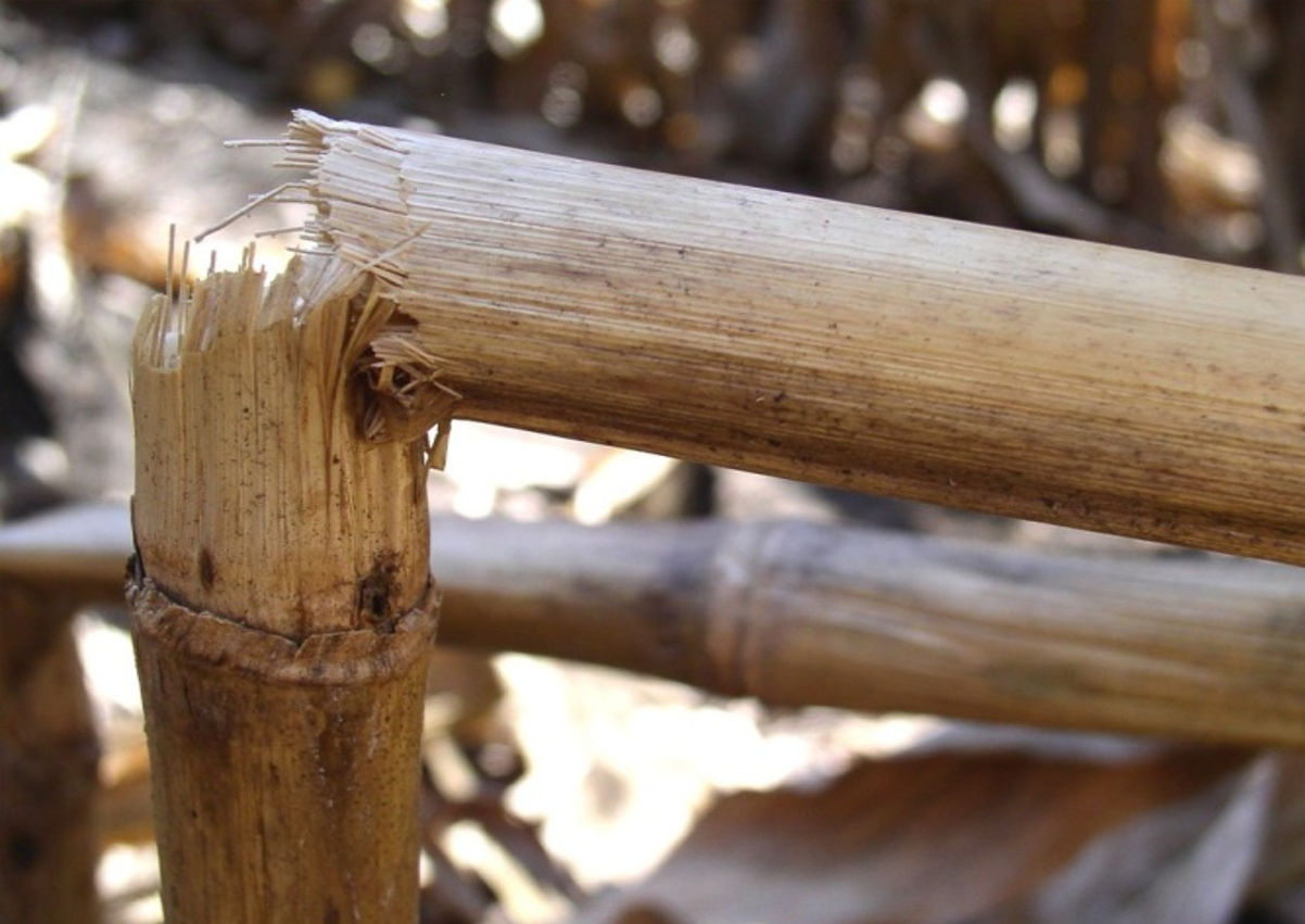 Broken corn stalks due to Diplodia stalk rot infection. 