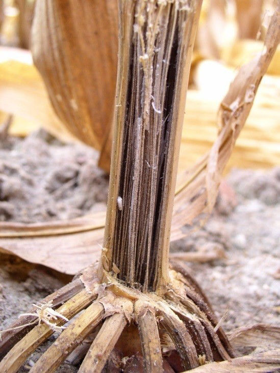 Charcoal rot begins as a root infection, which spreads into the lower stalk internodes and causes early ripening, shredding and breaking at the crown of corn.