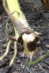 Stalk breakage and dark lesions on lower nodes of plants affected by Physoderma stalk rot.