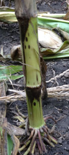Stalk breakage and dark lesions on lower nodes of plants affected by Physoderma stalk rot.