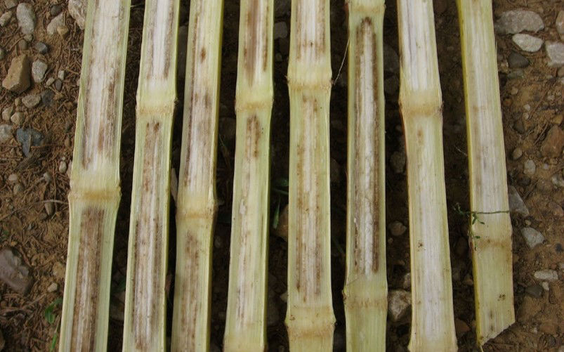 Internal stalk symptoms of anthracnose. 