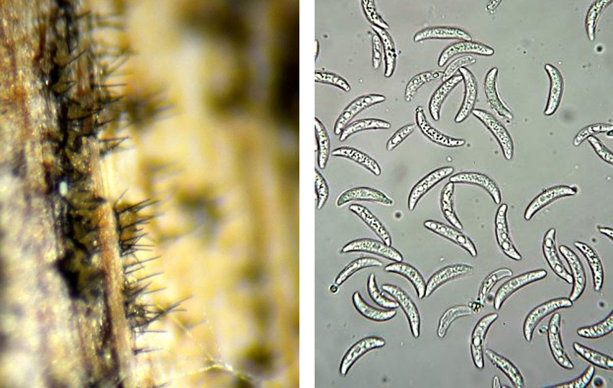 Left: Bristles visible on the surface of the stem using a magnifying glass. Right: curved anthracnose spores seen under a microscope.