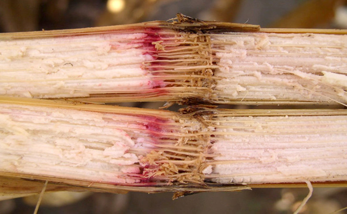 Pink to reddish discoloration characteristic of Gibberella. 