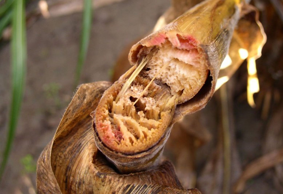 Stalk breakage at the node caused by Gibberella. 