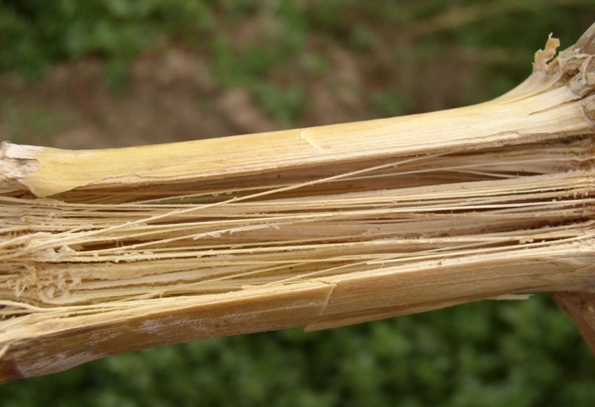 Disintegrated stalk pith caused by Fusarium. 