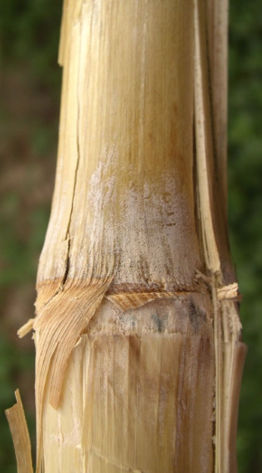 External fusarium stalk rot symptoms