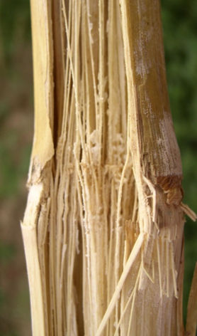 Internal fusarium stalk rot symptoms. 
