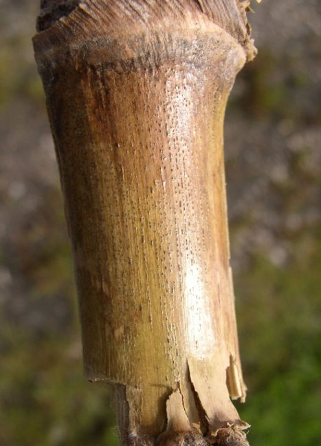 Diplodia stalk rot.
