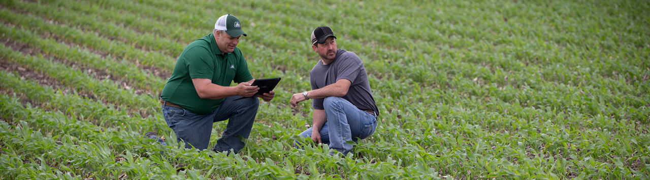 Corn emergence in corn field