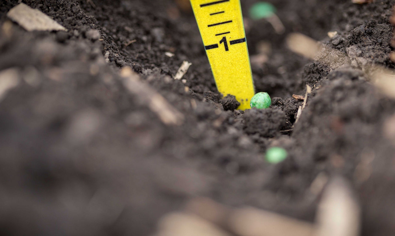 What Impacts Corn Emergence?