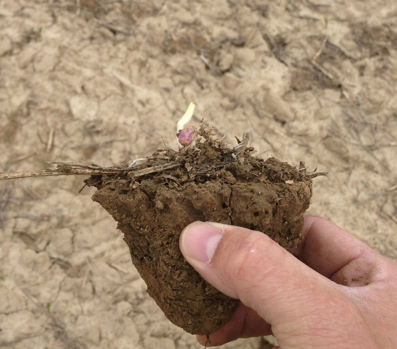 Photo - closeup - corn seedling emerging under extreme soil compaction and crusting.