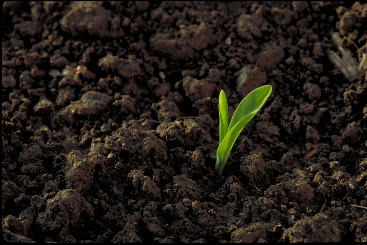 Corn Planting Depth