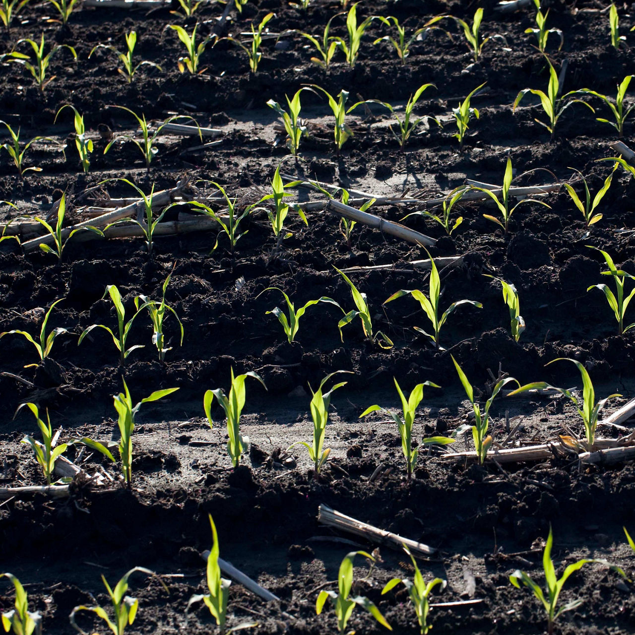 Corn & Soybean Scouting Calendar