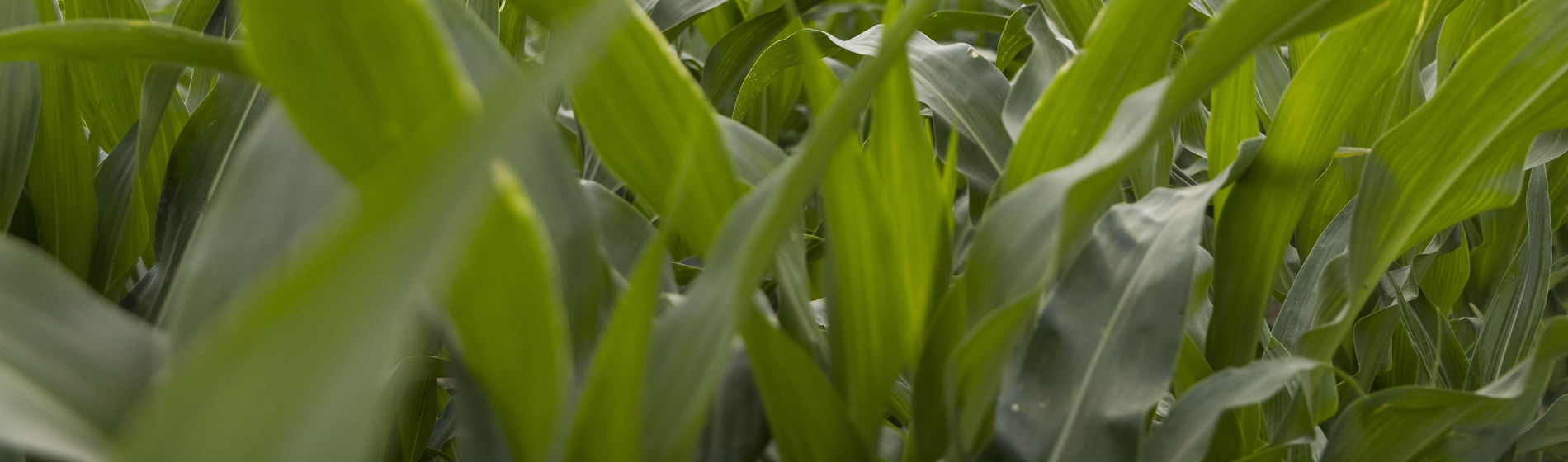 Closeup - cornfield midseason - Monroe