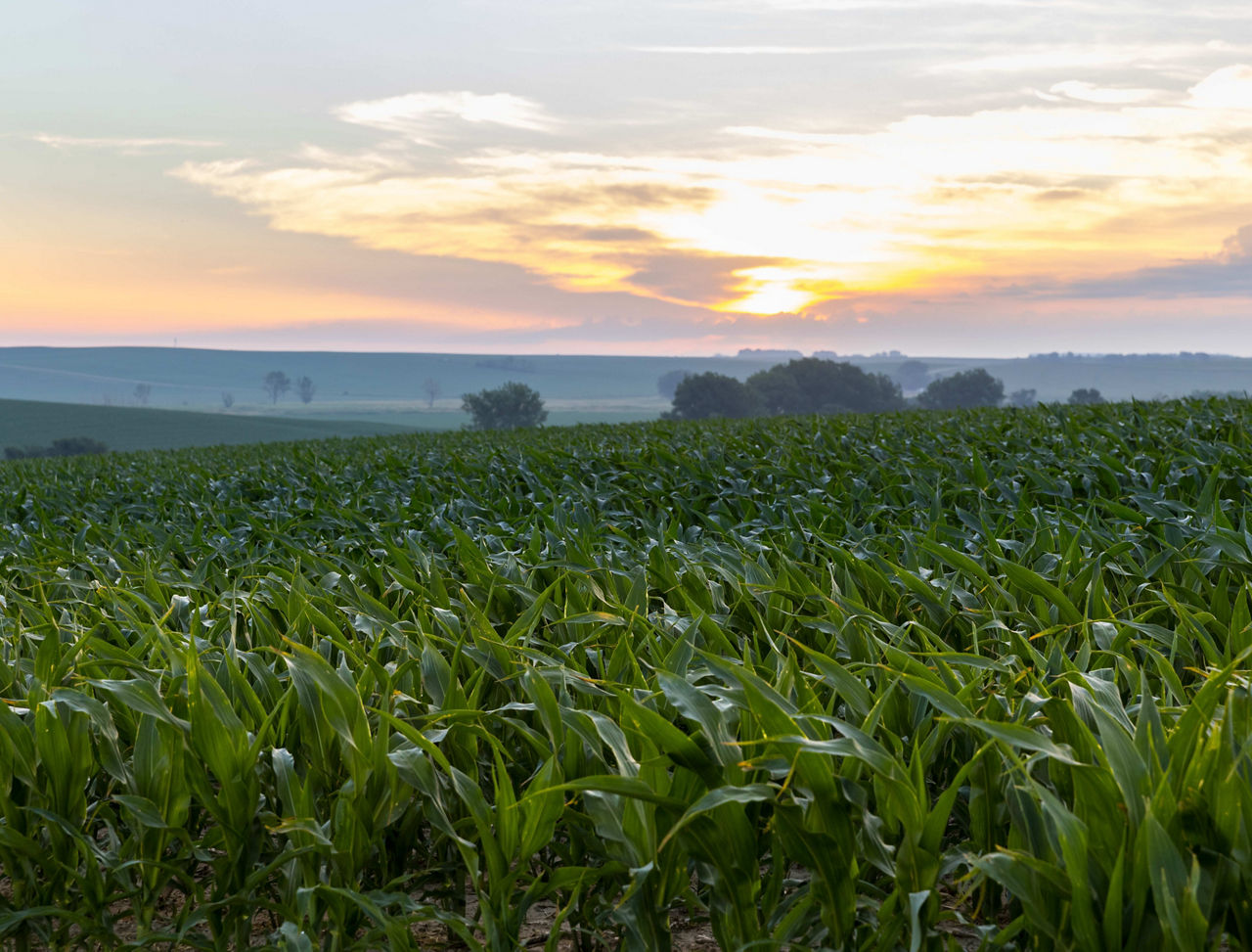 Corn Traits and Technologies