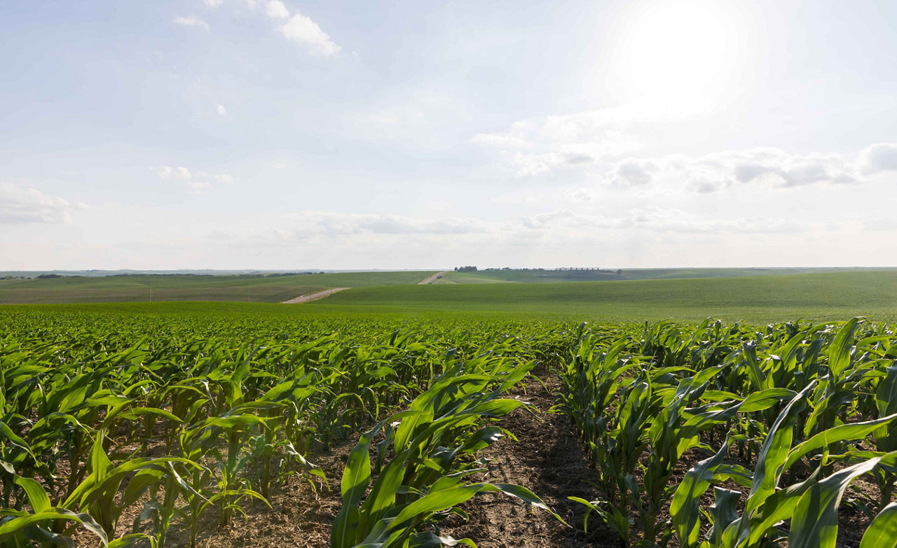 Protect Plant Health and Yield Potential