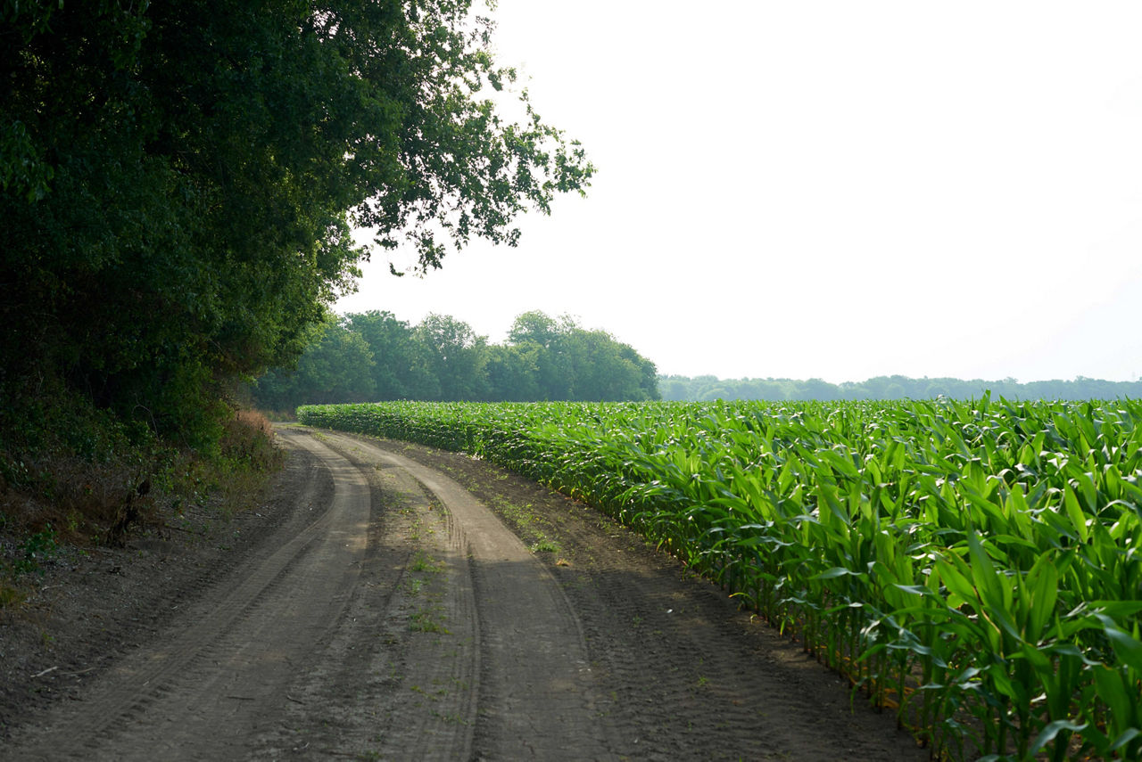 Pioneer Updates - Pro Farmer Crop Tour - Day 3