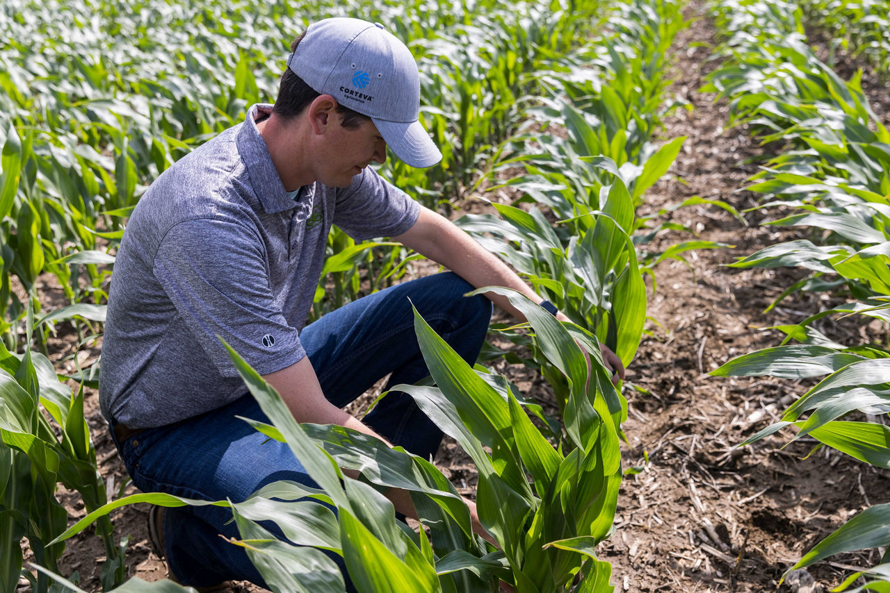 Corn Scouting
