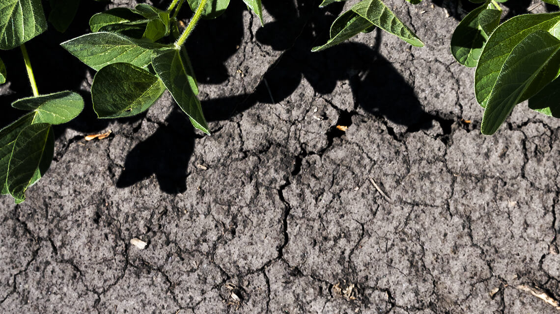 Crusted soil due to drought