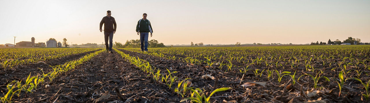 Corn Seed Applications