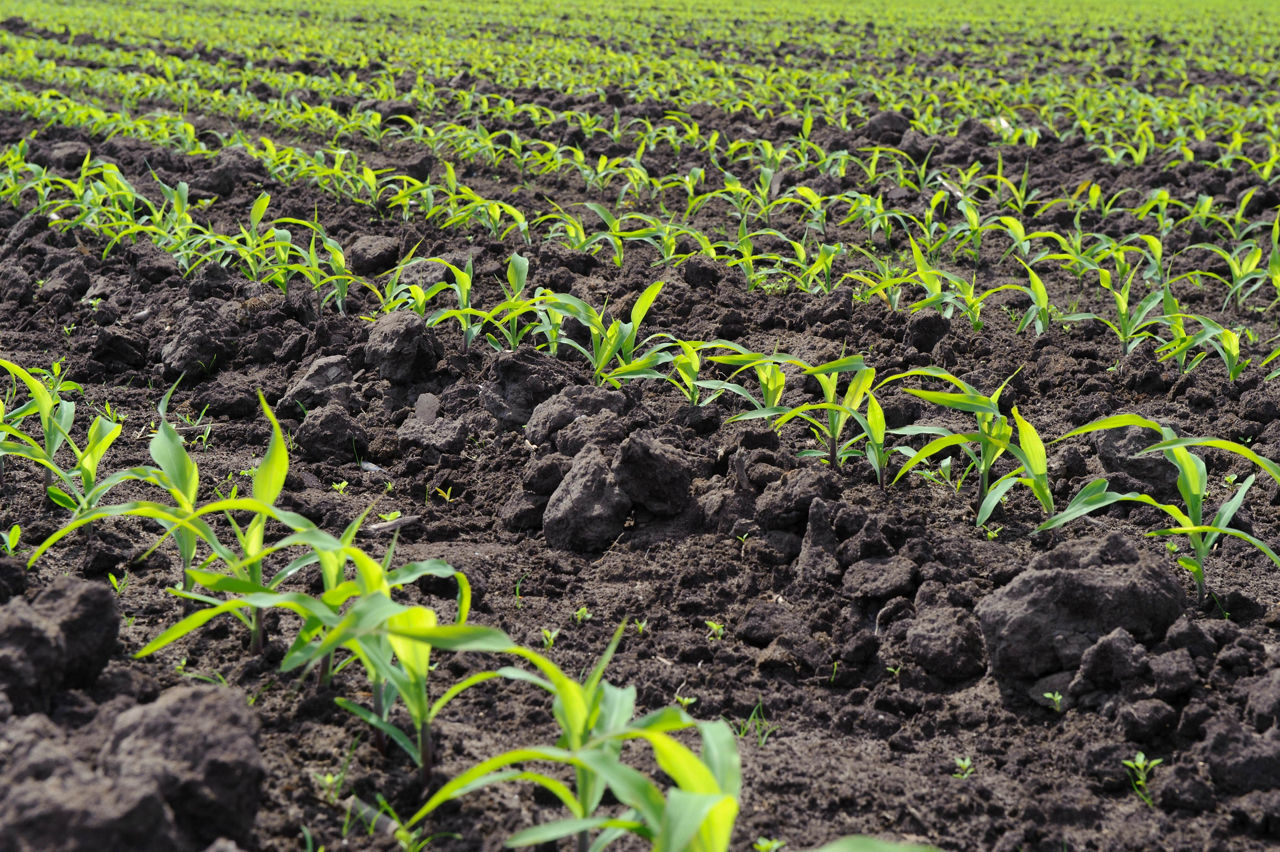 Photo - emerging cornfield - closeup of rows