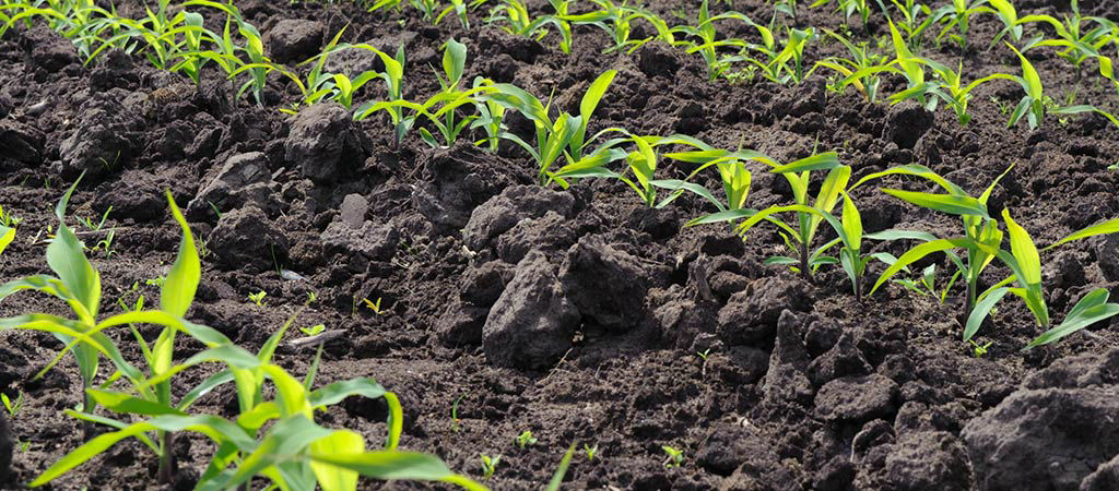 Does Corn Seed Orientation in the Furrow Matter?