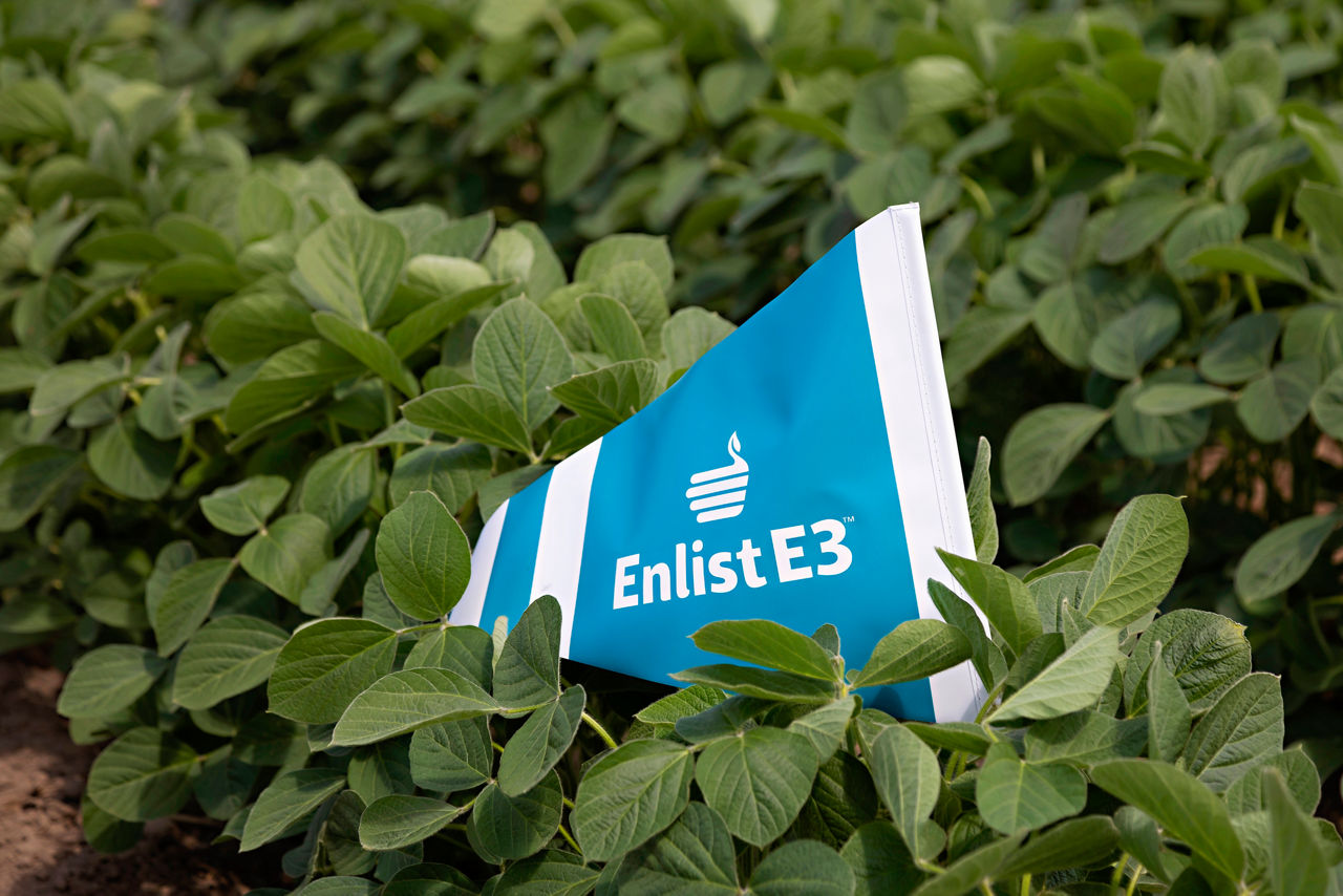 Enlist flag in field of soybeans