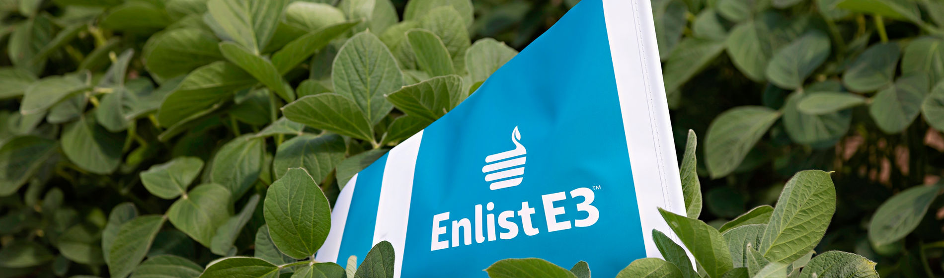 Enlist E3 flag in soybean row