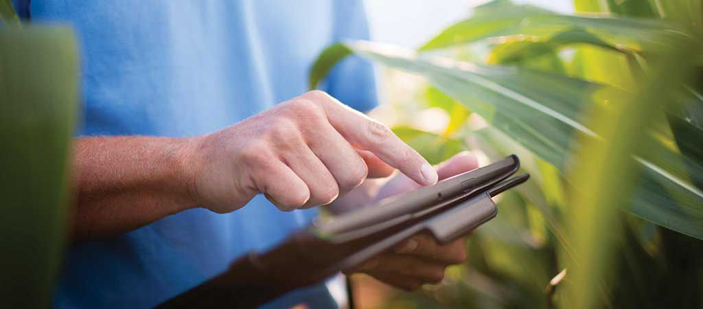 Corn Response to Reduced Nitrogen Environments in a 17-Year Study