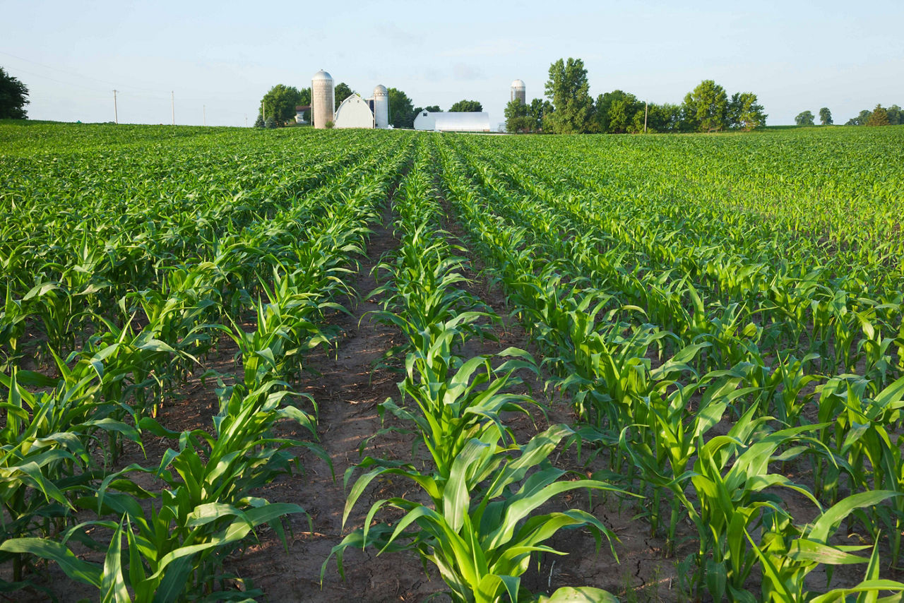 LumiGEN® Seed Treatments