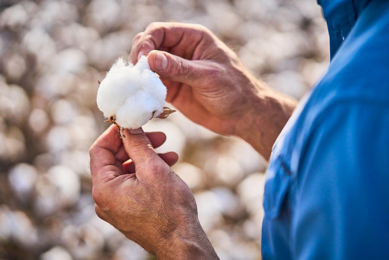 Inspecting coton in field