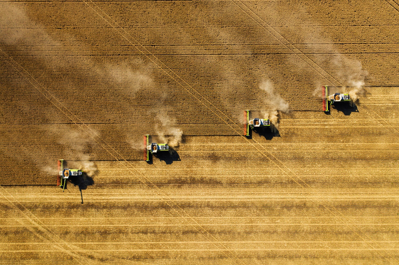 five combines harvesting wheat