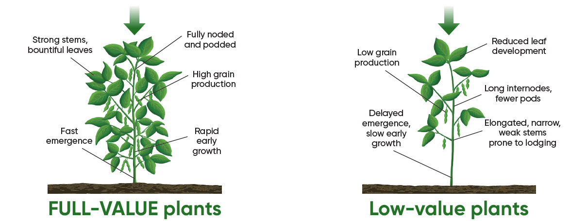 FULL-VALUE plants - low-value plants - soybeans